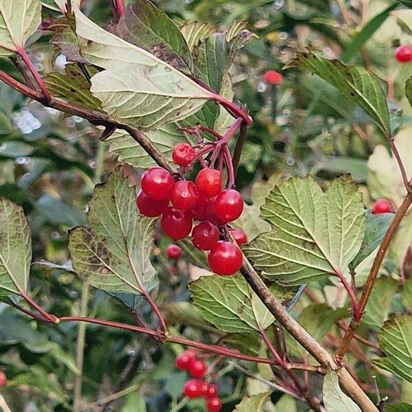 Viburnum trilobum Gyümölcs