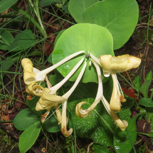 Lonicera caprifolium 花