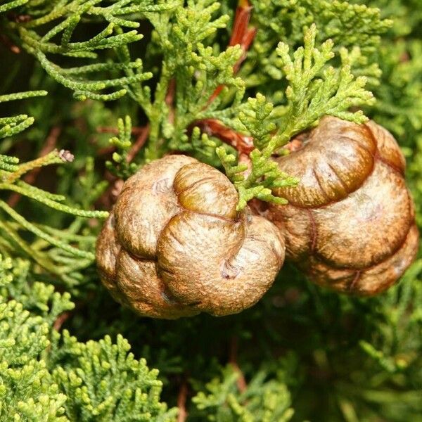 Juniperus sabina Plod