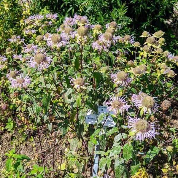 Monarda fistulosa موطن