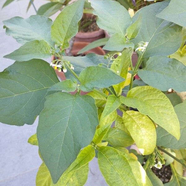 Solanum americanum Leht