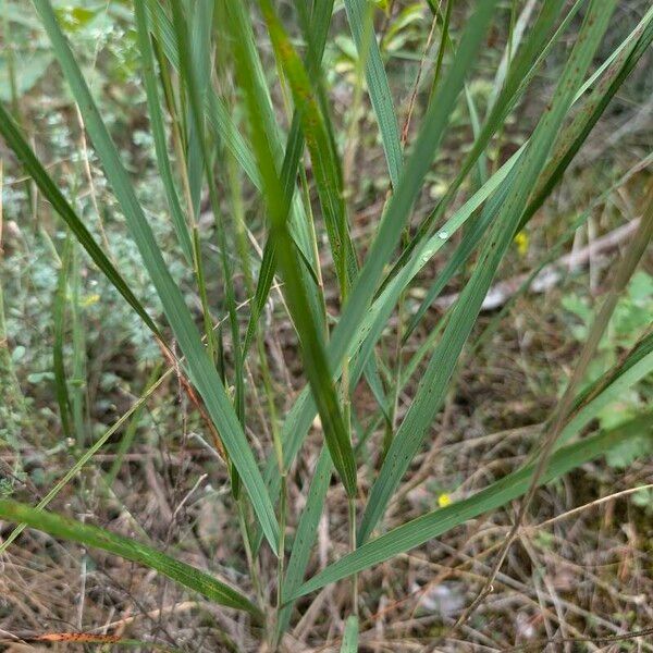 Achnatherum calamagrostis Lapas