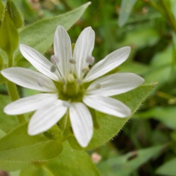 Stellaria nemorum 花