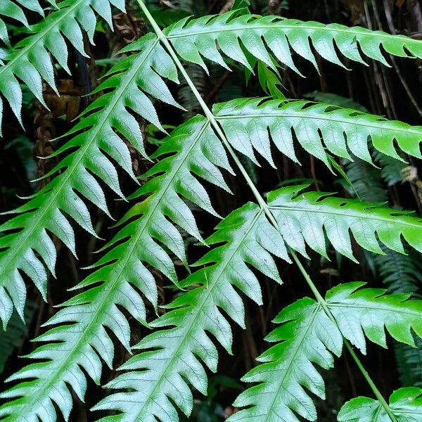 Pteris tripartita Blad