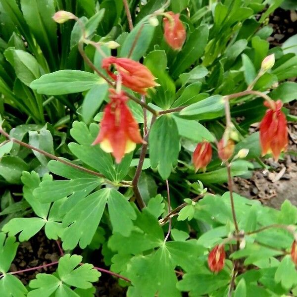 Aquilegia canadensis Flower