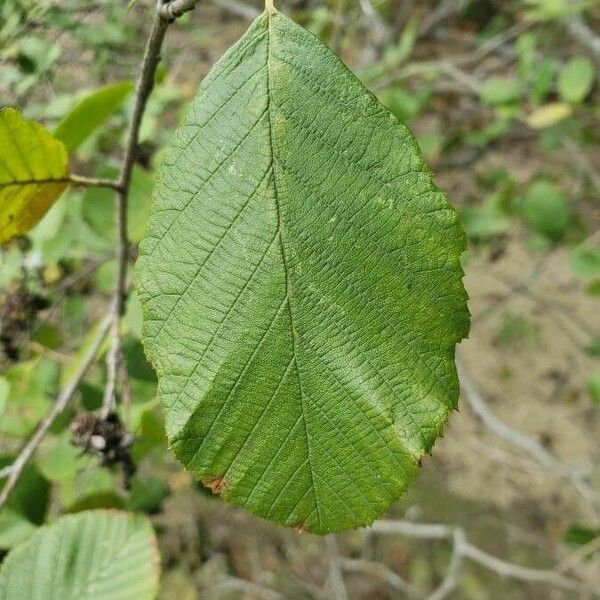 Alnus incana Blatt