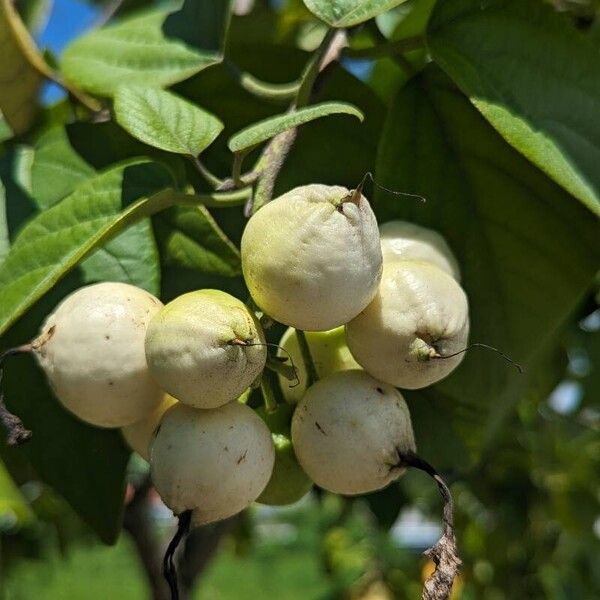 Cordia sebestena Vaisius