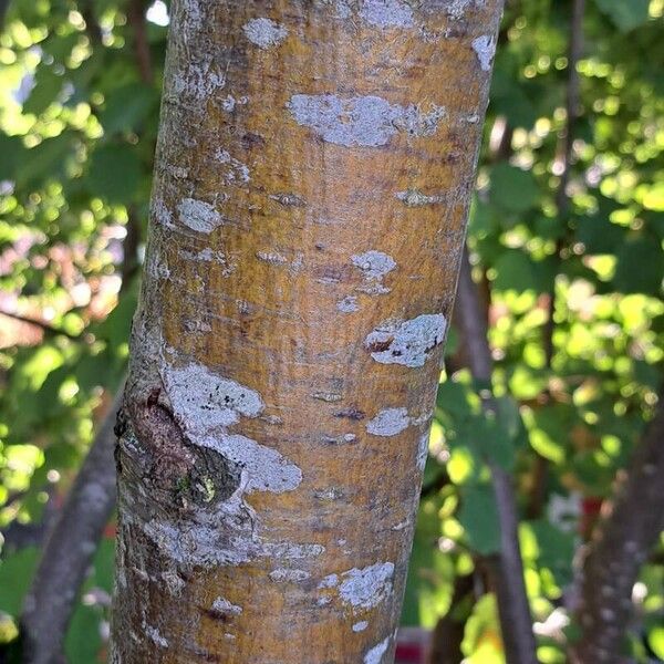 Sorbus aucuparia Rinde