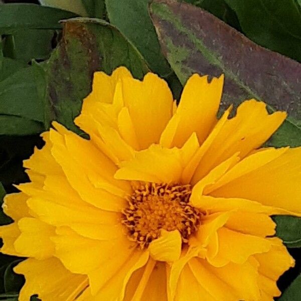 Coreopsis grandiflora ᱵᱟᱦᱟ