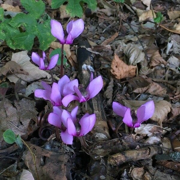 Cyclamen purpurascens 花