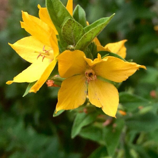 Lysimachia punctata फूल