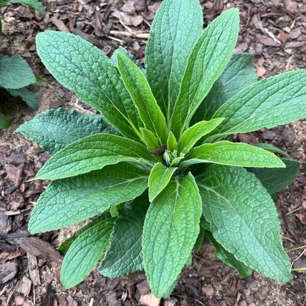 Digitalis purpurea Blad