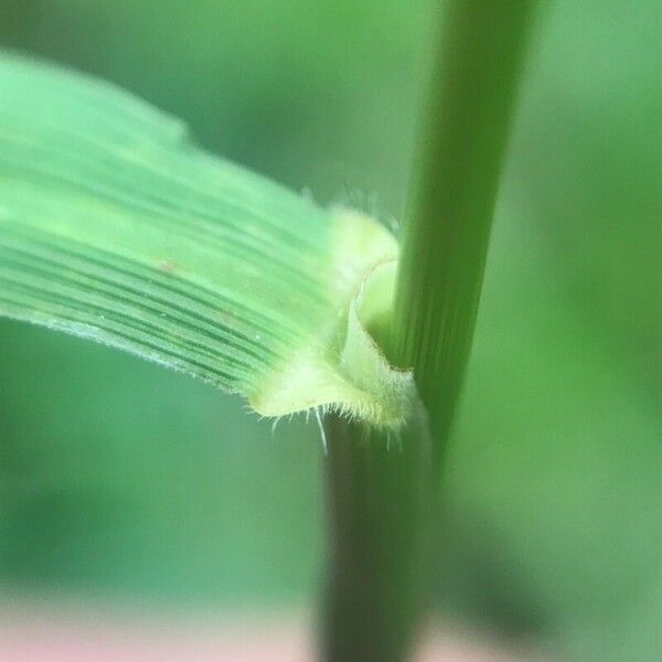 Brachypodium pinnatum Листок