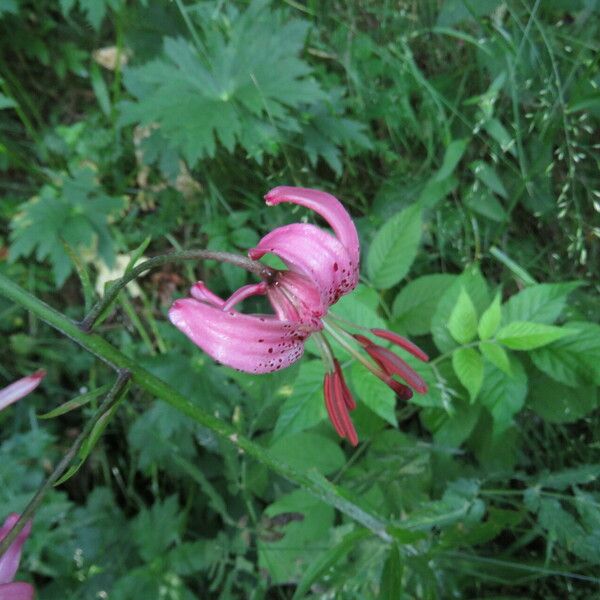 Lilium martagon Flor