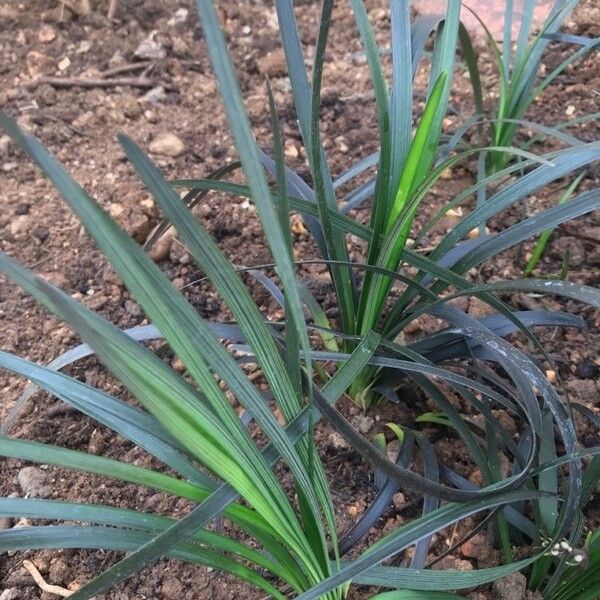 Ophiopogon planiscapus Levél