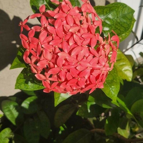 Ixora coccinea Λουλούδι