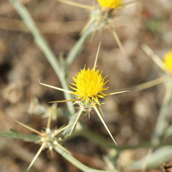 Centaurea solstitialis Blomst