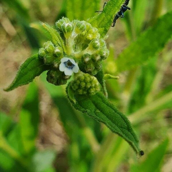 Cynoglossum lanceolatum 葉