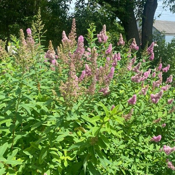 Spiraea salicifolia 形态