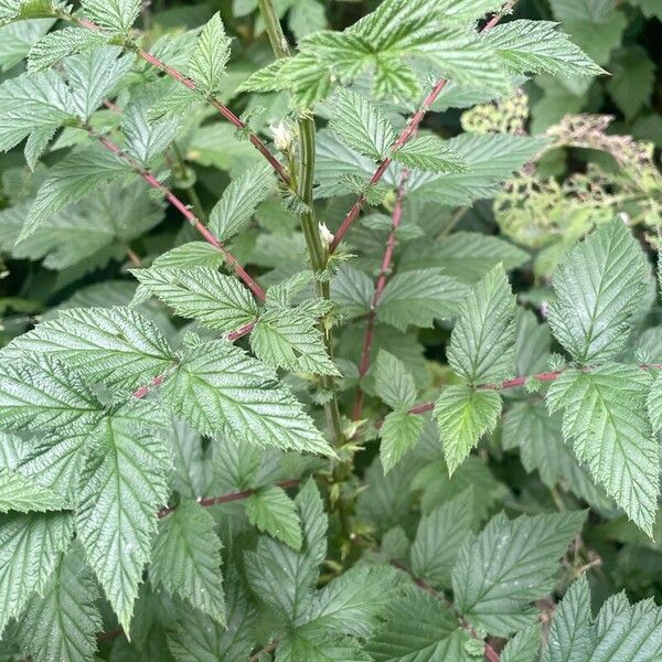 Filipendula ulmaria Лист