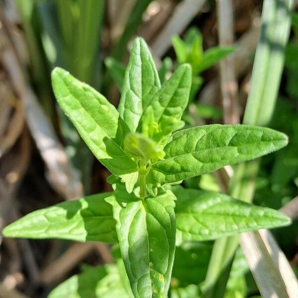 Scutellaria hastifolia Fulla