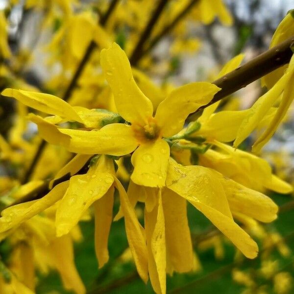 Forsythia viridissima Blüte