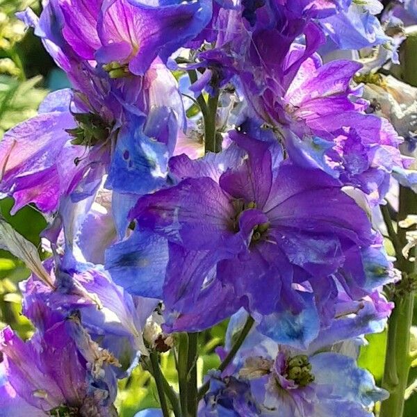 Delphinium elatum Kukka