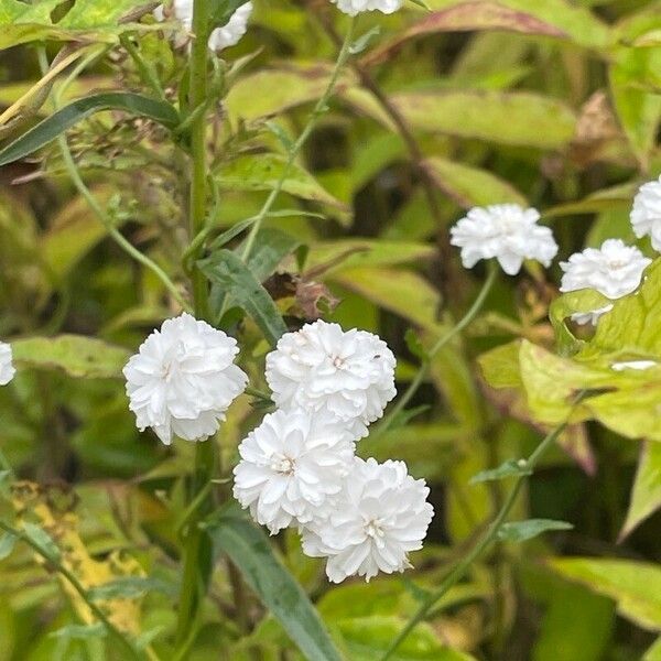 Achillea ptarmica Cvet