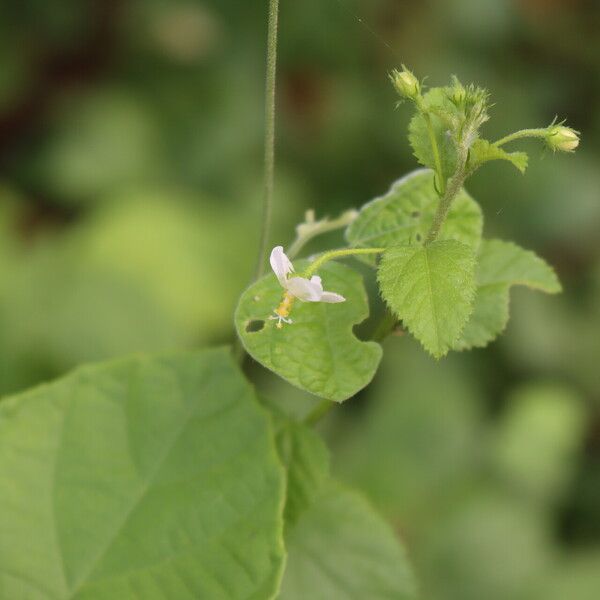 Hibiscus micranthus Lorea