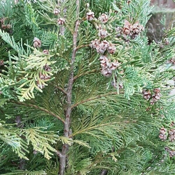 Chamaecyparis lawsoniana Хабит