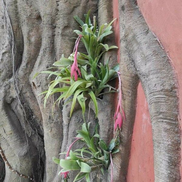 Billbergia nutans Blüte