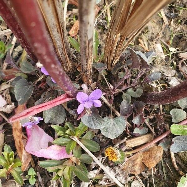 Viola labradorica ফুল