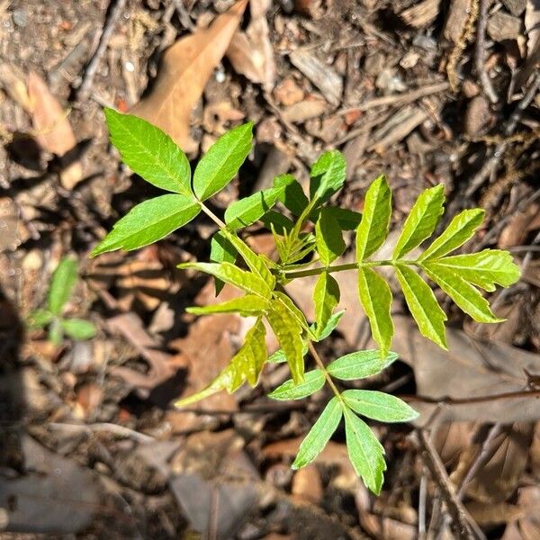 Aralia hispida Leaf