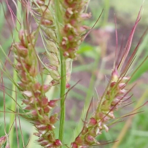 Echinochloa crus-galli Froito