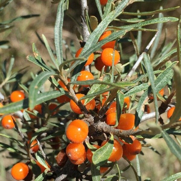 Hippophae rhamnoides Arall