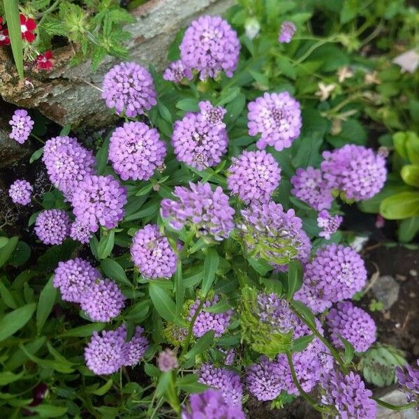 Iberis umbellata Kwiat