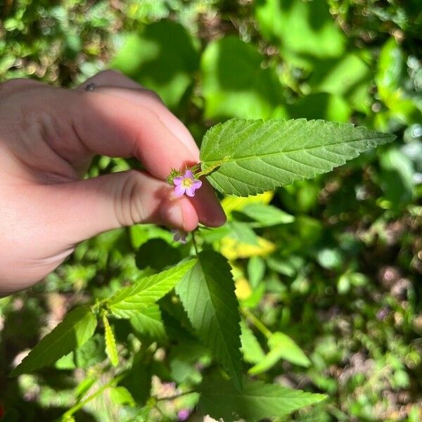 Melochia pyramidata Leaf