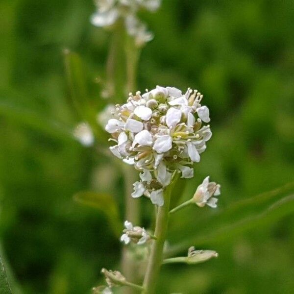 Lepidium sativum Flor