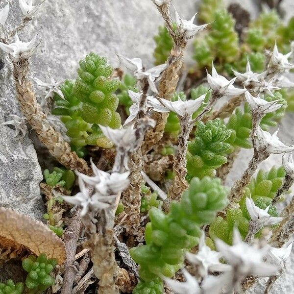 Sedum acre Hostoa