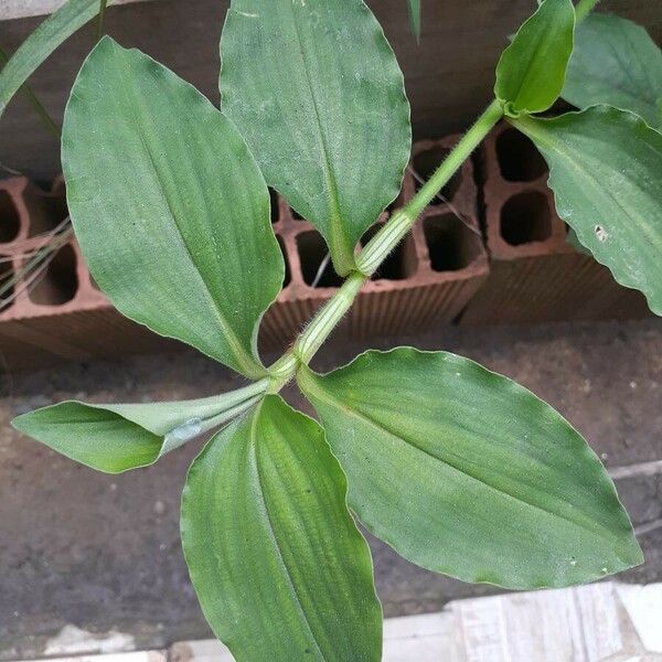 Commelina benghalensis List