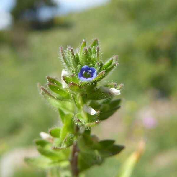 Veronica arvensis Flors