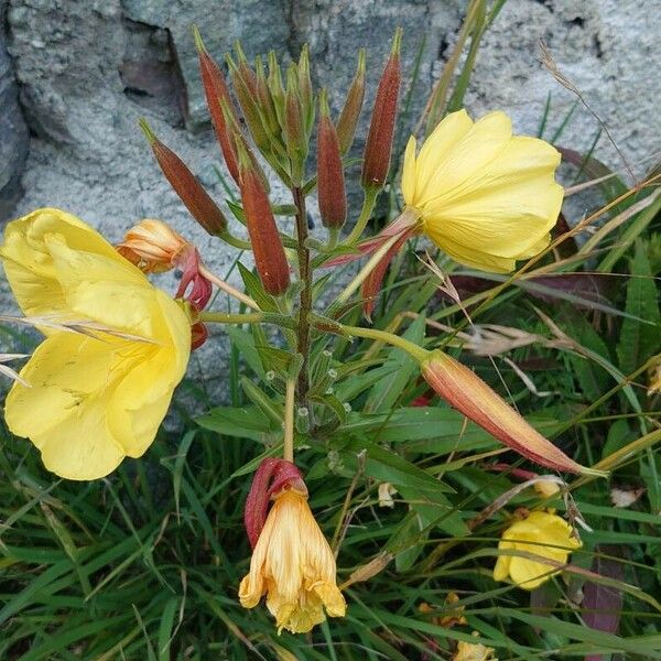 Oenothera × fallax Flower