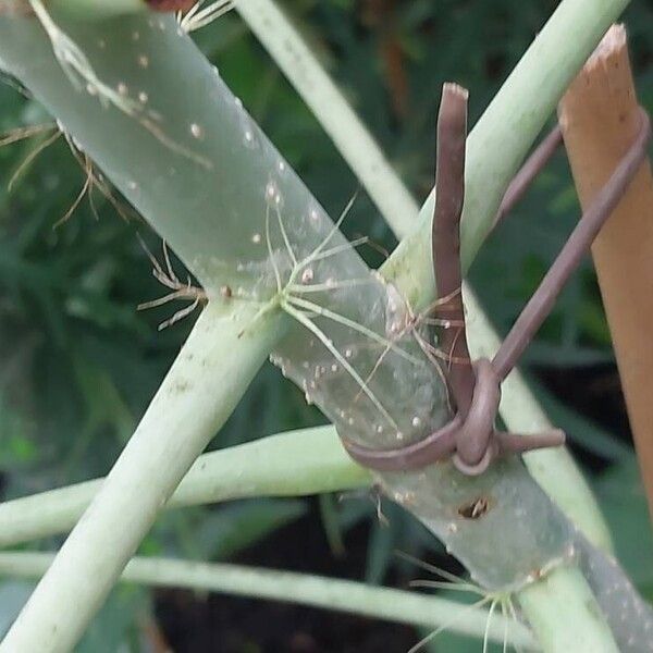 Jatropha multifida Кара