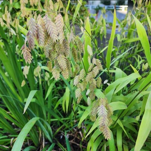 Chasmanthium latifolium Blatt