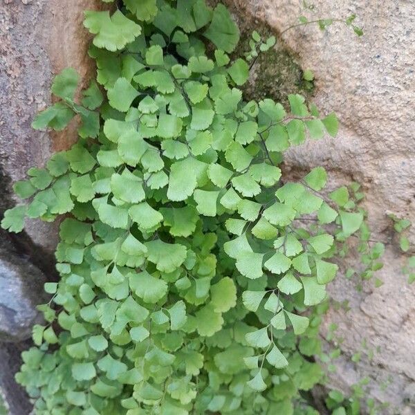 Adiantum capillus-veneris पत्ता