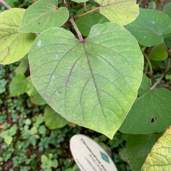 Clerodendrum buchananii Leaf