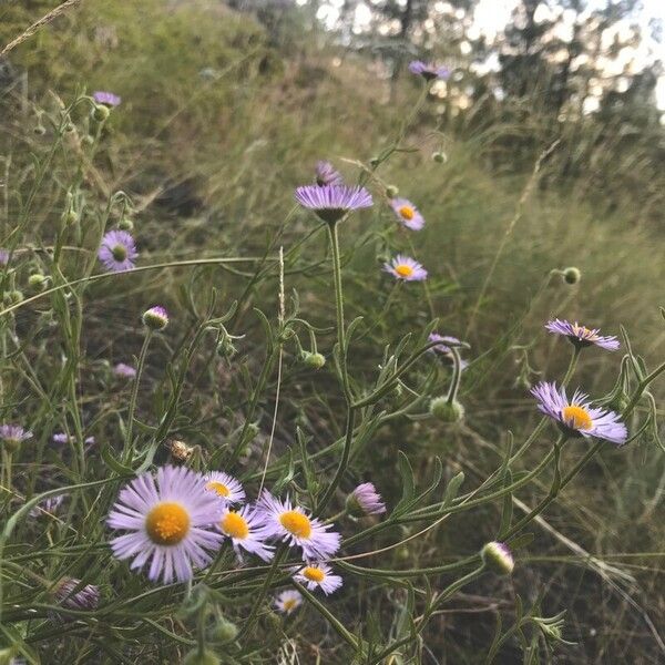 Erigeron glabellus 树皮