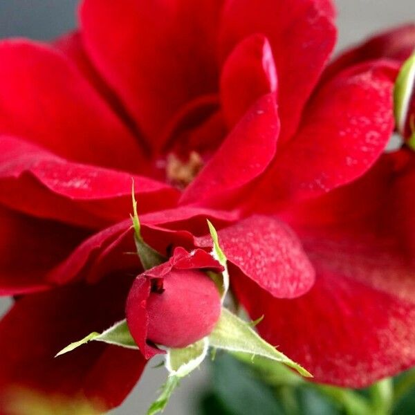 Rosa chinensis Flower