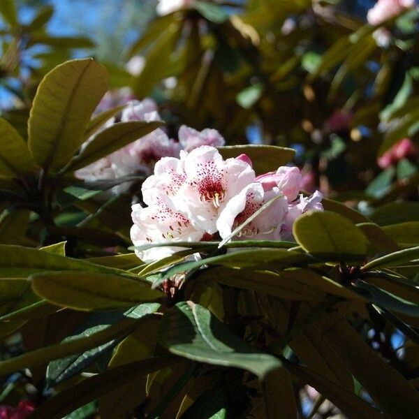 Rhododendron crinigerum Blomst