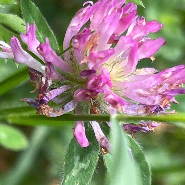 Trifolium medium Květ